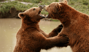 bear fight